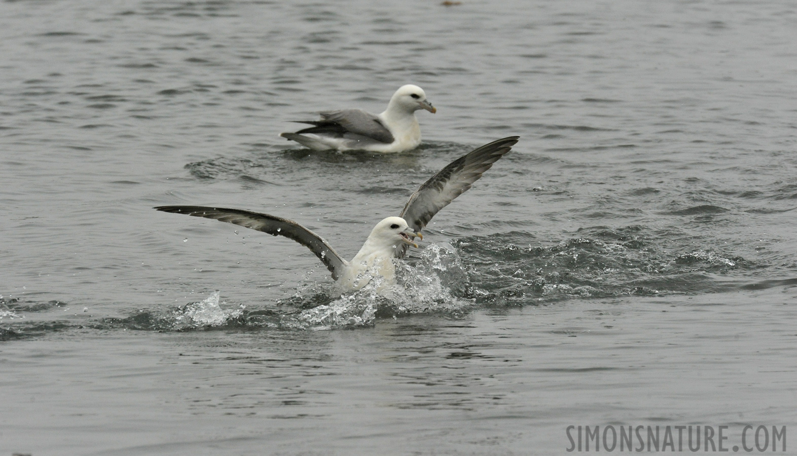 Fulmarus glacialis auduboni [550 mm, 1/1250 sec at f / 11, ISO 2500]